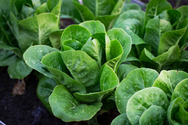 schöne bio-mini cos oder grüne eiche salat garten auf dem boden wächst, landwirtschaft bio-produktionskonzept. nicht-chemikalien - hydroponics vegetable lettuce greenhouse stock-fotos und bilder