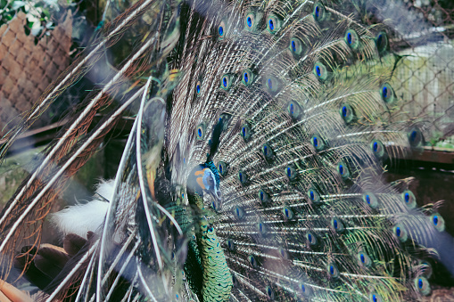 Close up peacock showing its beautiful feathers