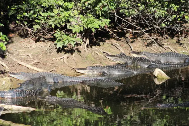 Photo of Alligators gather in the Louisiana Swamps