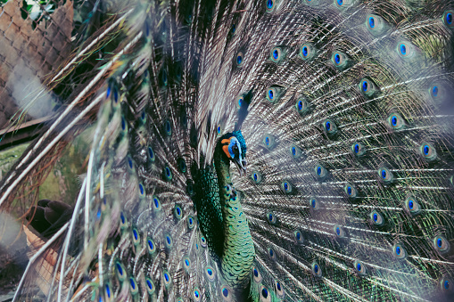 Peacock in real natural