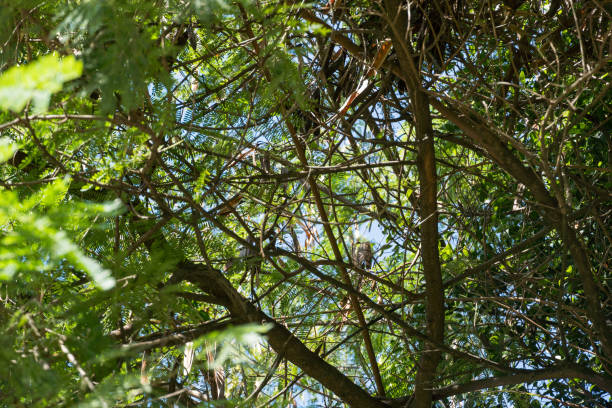 istock Treetop view from below. Sunny day. Trees, branches, plants and blue sky 1323801629