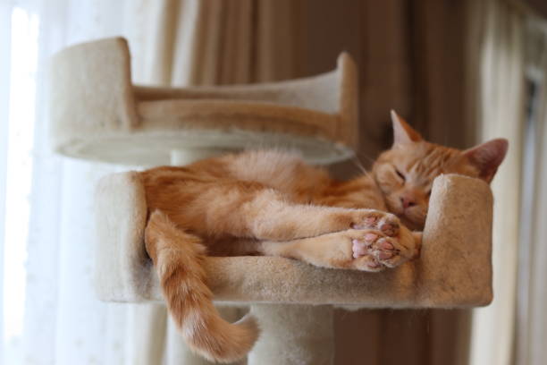 istock A cat that sleeps comfortably with its legs aligned. 1323801692