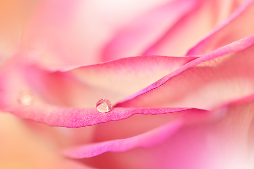 close up pink rose and drops in nature