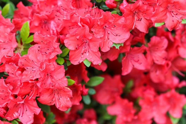 Blooming red azalea flowers with dew drops in spring garden Blooming red azalea flowers with dew drops in spring garden. Gardening concept. Floral background azalea stock pictures, royalty-free photos & images
