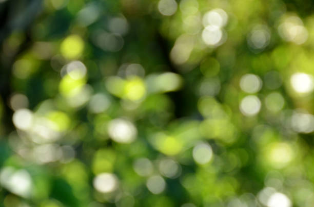 istock the green tree and leaf are blur on the background. 1323803872