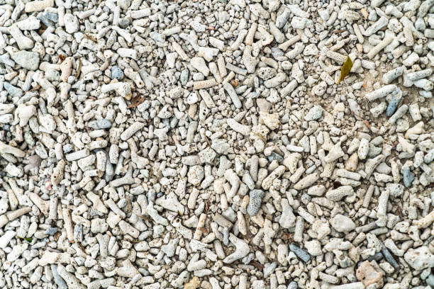 istock There is a large coral reef on the beach 1323804494
