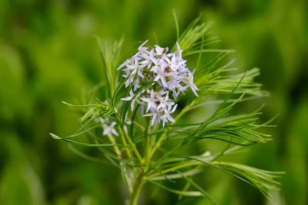 Amsonia hubrichtii, the Hubricht's bluestar, is a North American species of flowering plant in the dogbane family.