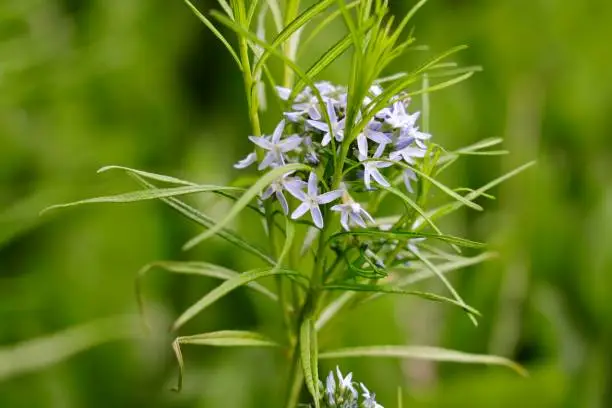Amsonia hubrichtii, the Hubricht's bluestar, is a North American species of flowering plant in the dogbane family.