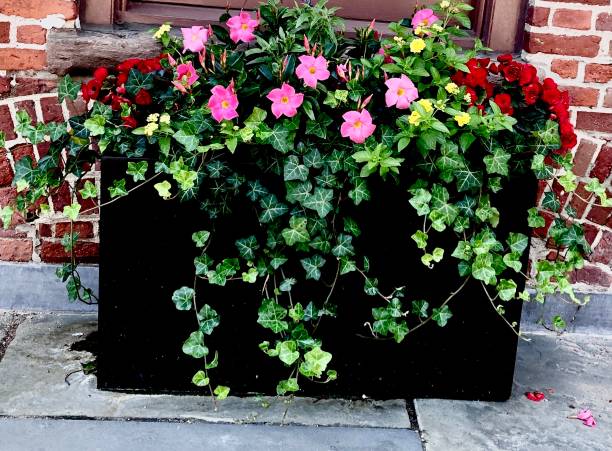 istock Flowers and Ivy in Planter 1323806891