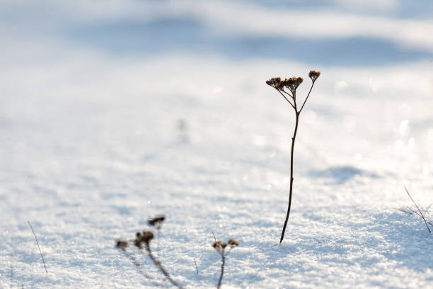 filo d'erba secco su un campo scintillante invernale - branch dry defocused close up foto e immagini stock