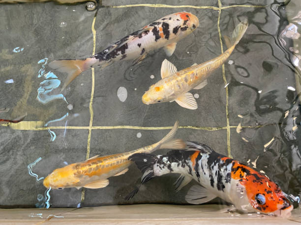 istock Fancy carp fish or Koi swimming in pool. Japanese Carp swim 1323807103
