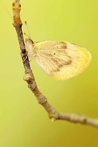 close-up de uma borboleta em um fundo natural - awe fly flower pollen - fotografias e filmes do acervo