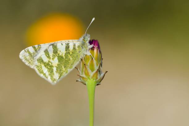 dzień motyl siedzący na kwiat - awe fly flower pollen zdjęcia i obrazy z banku zdjęć