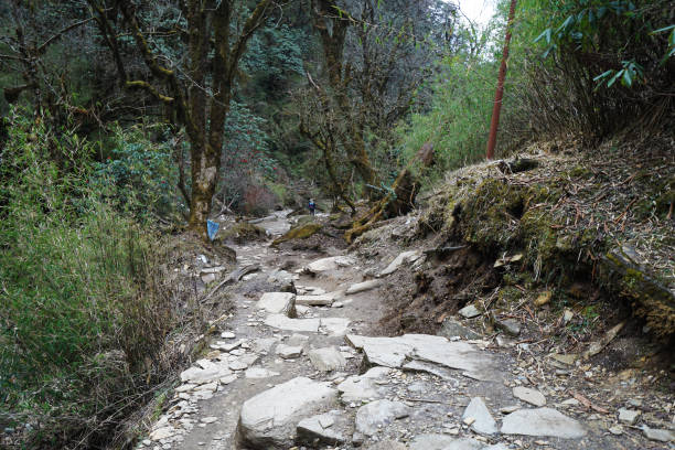istock Rocky trail steps among green forest 1323807923