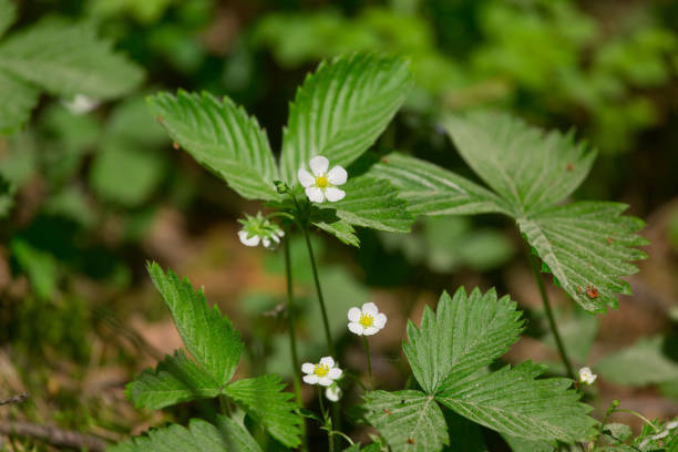 istock young plants with flowers in the forest in summer 1323811467