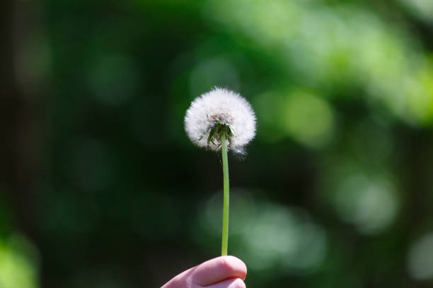 istock parachutes from the white dandelion deflated by child 1323811496