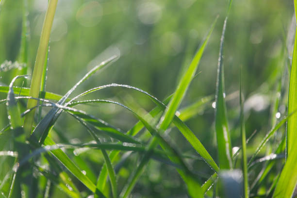 istock green grass in the meadow in summer 1323812347
