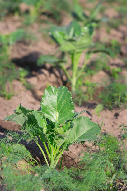 istock young cabbage in the beds in the garden 1323812383