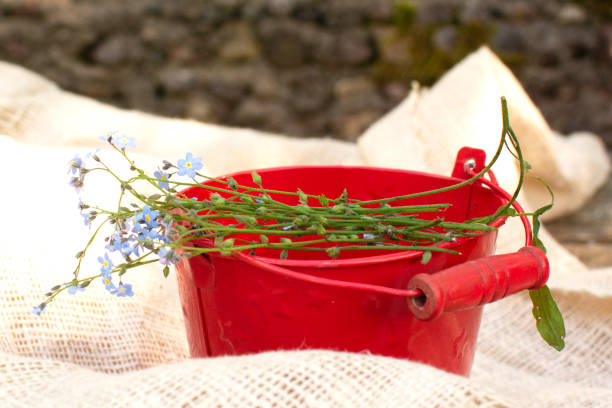 istock forget-me-not in a red bucket on a linen background 1323813408