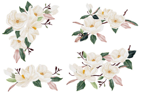 ilustraciones, imágenes clip art, dibujos animados e iconos de stock de acuarela blanca magnolia flor y hoja ramo clipart colección aislada sobre fondo blanco - magnolia