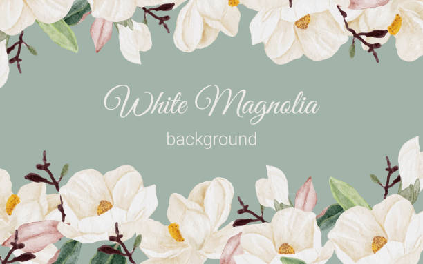 aquarell weiß magnolien blume zweig blumenstrauß hintergrund - magnolien stock-grafiken, -clipart, -cartoons und -symbole