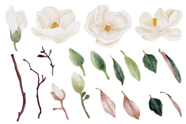 ilustrações, clipart, desenhos animados e ícones de coleção de elementos de flores magnólias brancas de aquarela e folha - magnólia