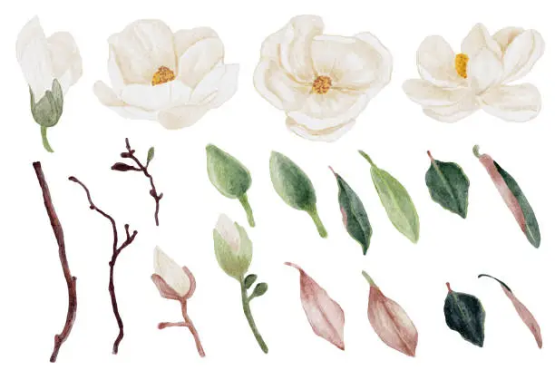 Vector illustration of watercolor white magnolia flower and leaf bouquet elements collection