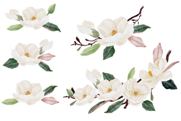 ilustraciones, imágenes clip art, dibujos animados e iconos de stock de acuarela blanca magnolia flor y hoja ramo clipart colección aislada sobre fondo blanco - magnolia white blossom flower