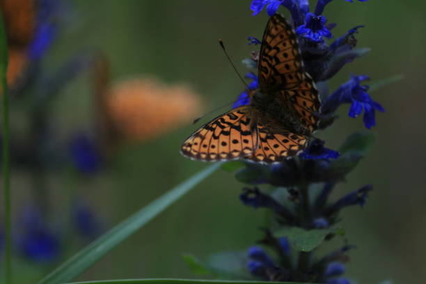istock Butterfly on a flower close-up outdoors. An orange and black butterfly drinks nectar from a blue flower on a sunny summer day. Pearl-bordered Fritillary is sitting on carpet bugle blue flowers. 1323816353