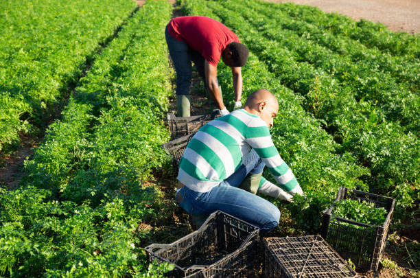 istock Farm workers gathering young parsley on plantation 1323816363