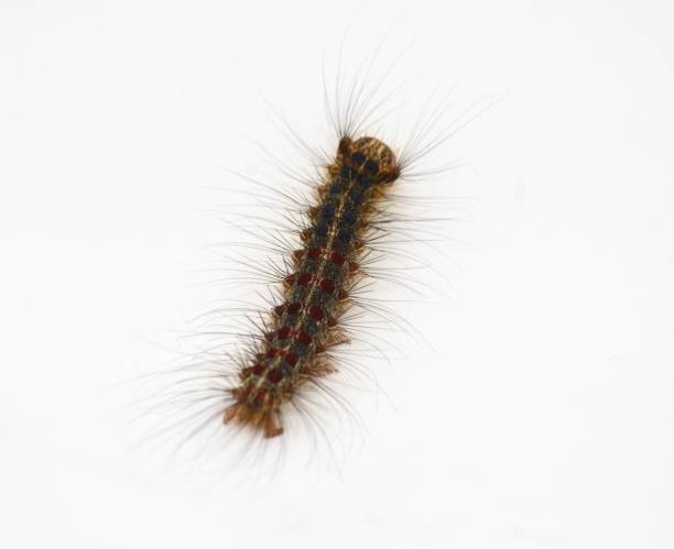 Lymantria dispar caterpillar, hairy lizard on white and isolated background