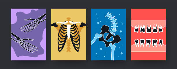 Set of contemporary art posters with X-ray shots of human body Set of contemporary art posters with X-ray shots of human body. Vector illustration. .Collection of colored X-ray pictures of hands, ribs, pelvis, teeth in bright background. Medicine, anatomy concept drawing of rib cage anatomy stock illustrations