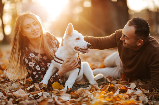 Smiling young couple taking a break from walk and playing with white puppy in autumn park at sunset
