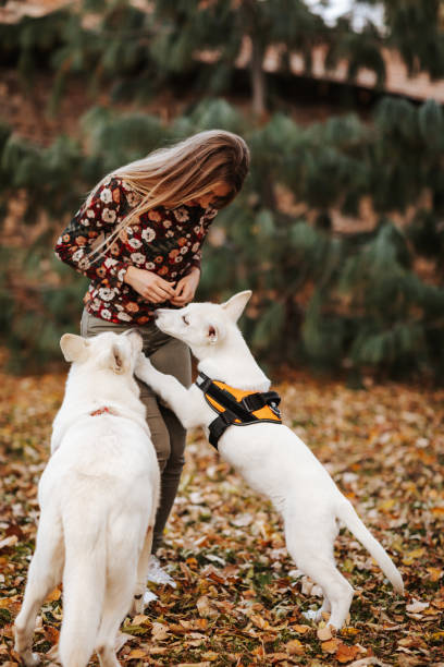 istock Playful time in off leash park 1323819158