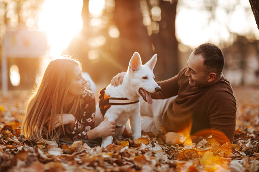 Smiling young couple taking a break from walk and playing with white puppy in autumn park at sunset