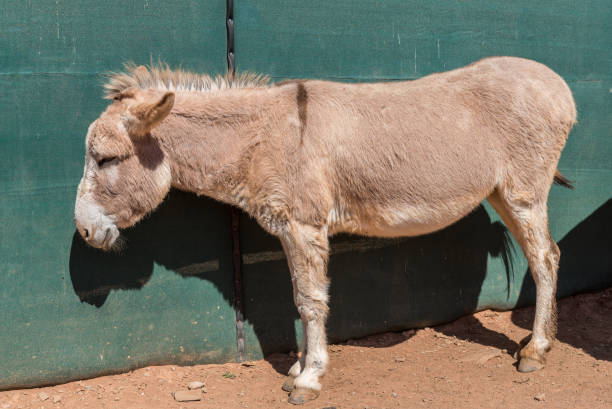istock Donkey standing in the sun 1323822599
