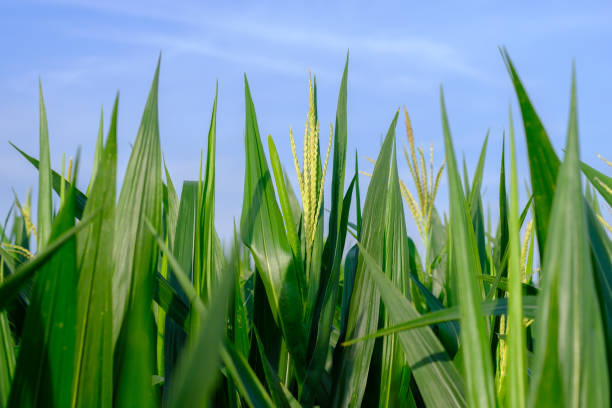 istock green leaf corn shoots in agricultural field on blue sky 1323823469