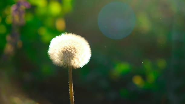 istock dandelion on a green background, sunset sun, beautiful summer background 1323825855