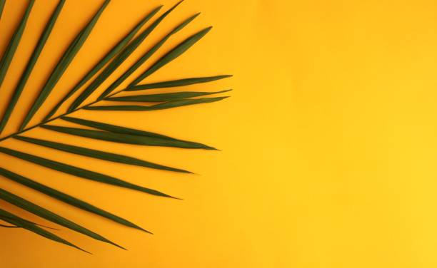 istock Palm tree leaves frame with yellow color background, tropical leaf pattern 1323825968