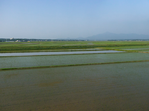 A view of vast paddy fields