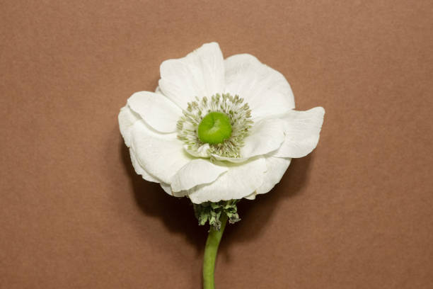 Beautiful Backlit flowers-Still life-Indiana