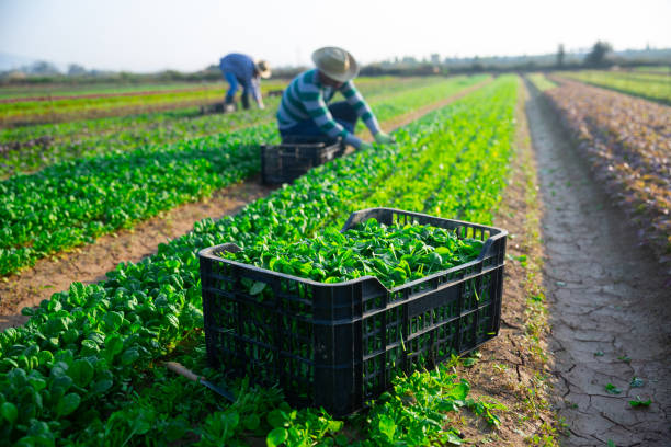 istock Fresh canonigos in boxes on plantation beds 1323827001
