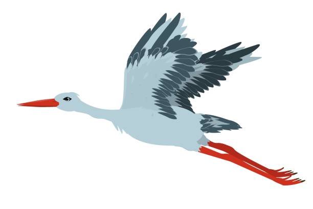 векторная иллюстрация летающего аиста, изолированного на белом фоне - white heron stock illustrations