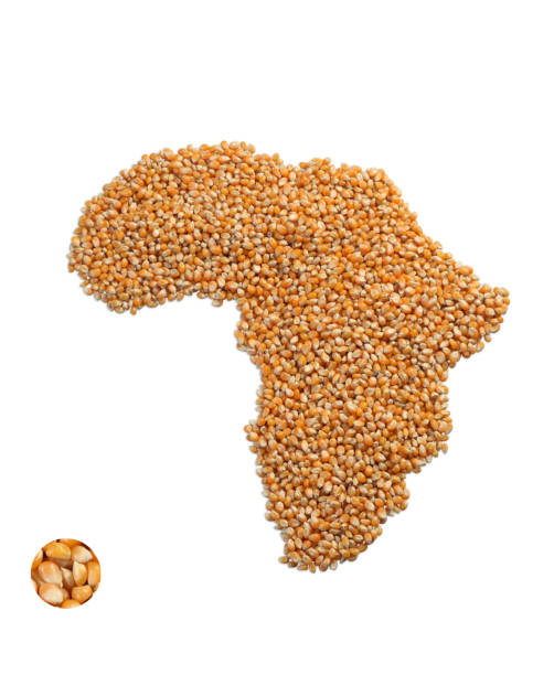 istock Image of map made of corn 1323828624