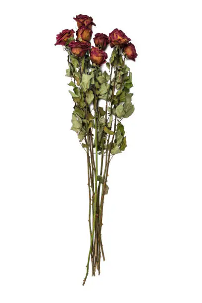Bouquet of red dried roses on a white isolated background.