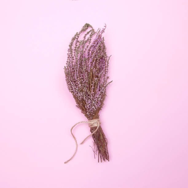 istock Heather dried flower on a pink background. 1323830018