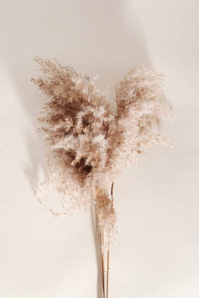 istock Dry pampas grass on a beige background.  Modern dry flower  decor. 1323830028