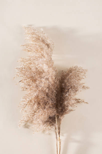 istock Dry pampas grass on a beige background. 1323830083