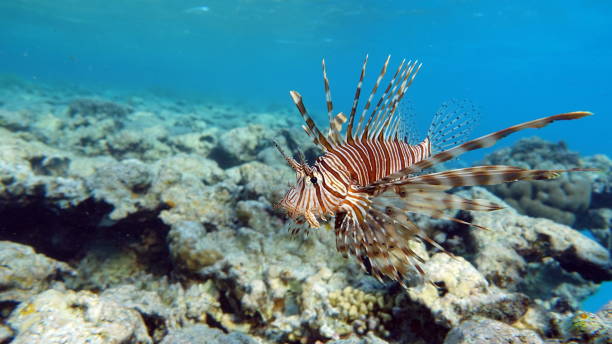istock Lion Fish in the Red Sea. 1323830810