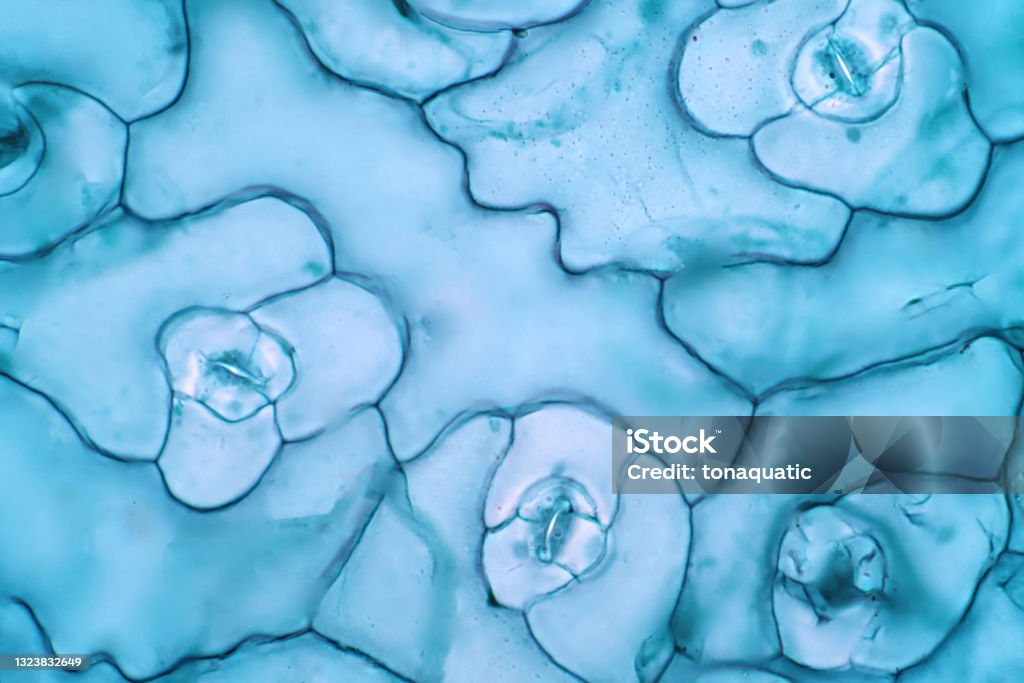 The leaf epidermis under light microscope view has small pores, called stomata, which open up for photosynthetic gas exchange and transpiration. Mobile Phone Stock Photo